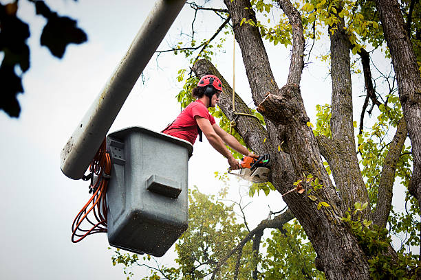 Best Root Management and Removal  in Bressler, PA